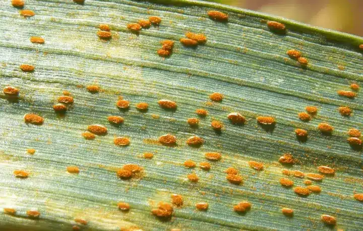 Wheat Yellow Rust